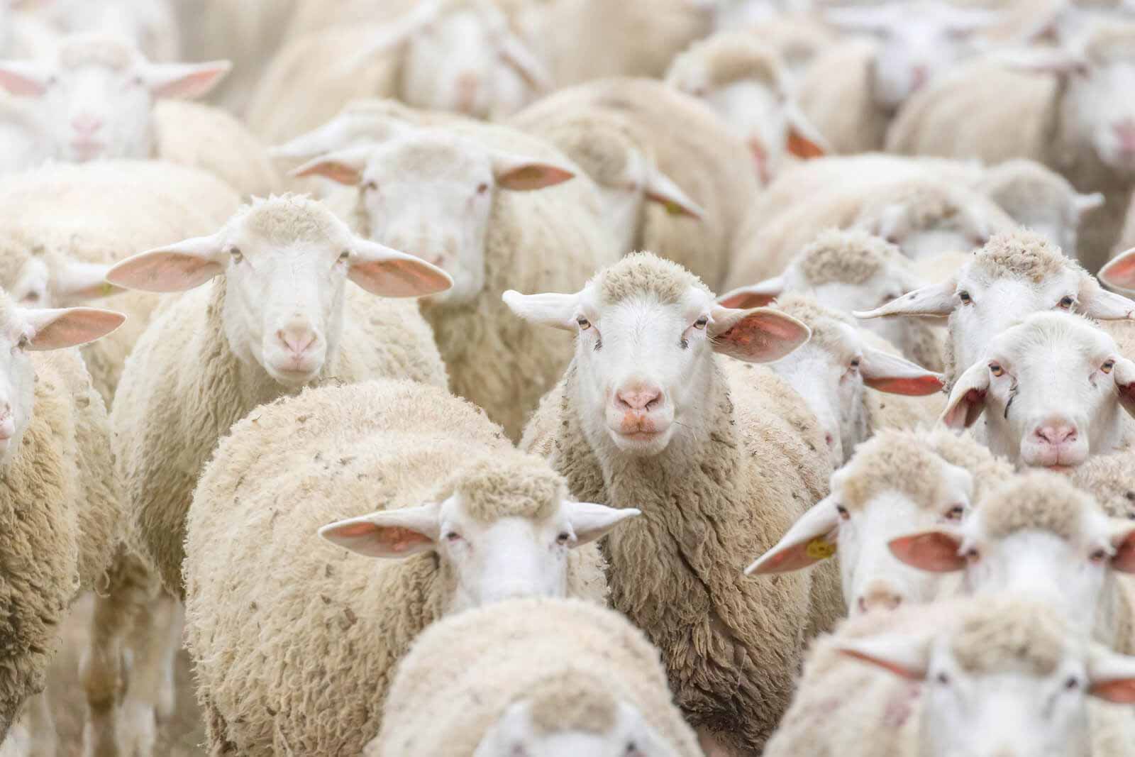Why Choose Wool?