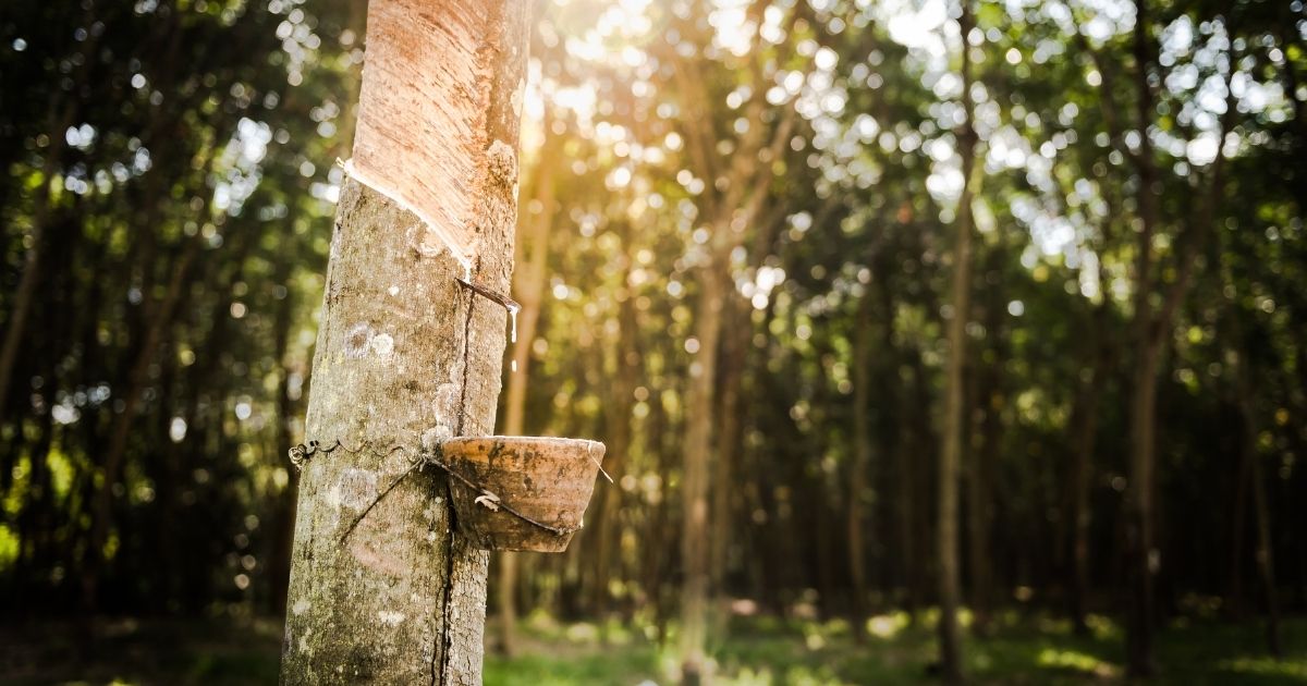 Organic Latex Versus Natural Latex Naturelle Beds